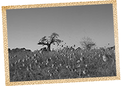 Winter Grass - Boabab 