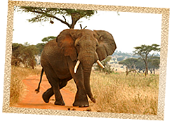 African elephant