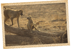Chacma Baboon Family - Luangwa Zambia